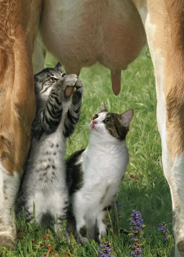  - 2800-774-00667_lg.jpg