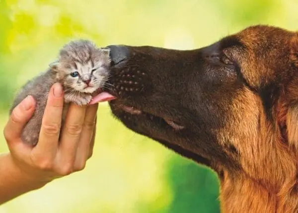  - 2800-774-01175_lg.jpg