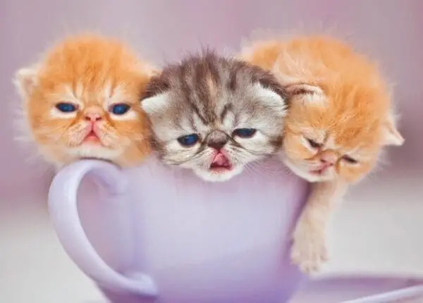  - 2800-774-01178_lg.jpg