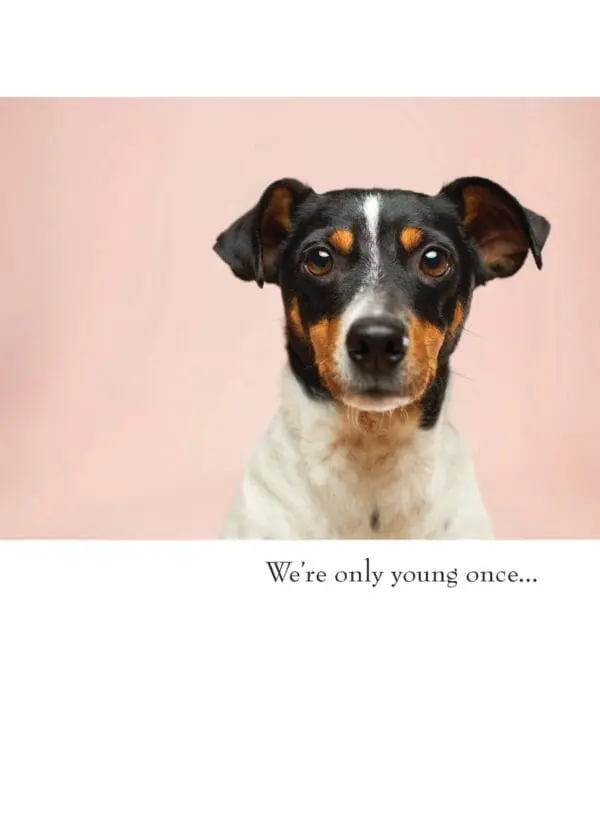  - 430-GC2011BD_lg.jpg