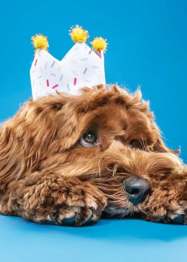  - 564-IOPE0203C_lg.jpg