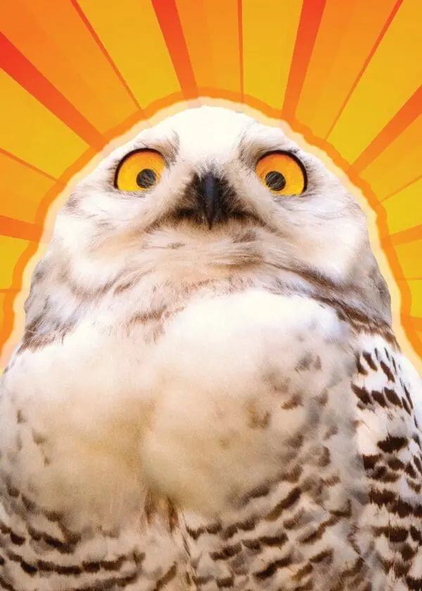  - 564-IOPE0224C_lg.jpg