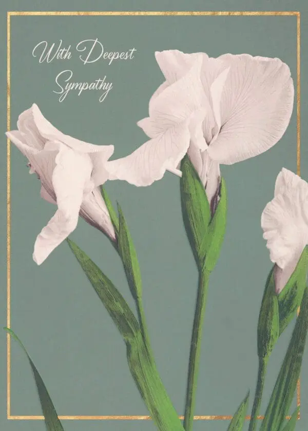  - 564-IOPE0232L_lg.jpg