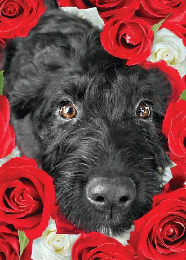  - 564-IOPE0674C_lg.jpg