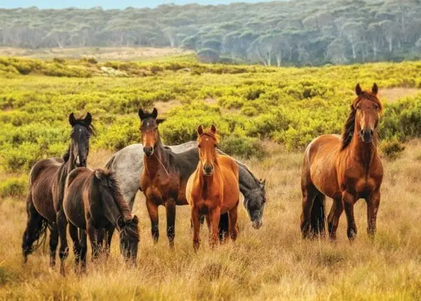  - 564-IOPW0217C_lg.jpg