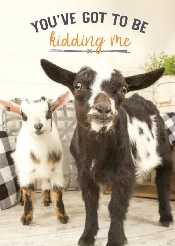  - 564-IOPW0390S_lg.jpg