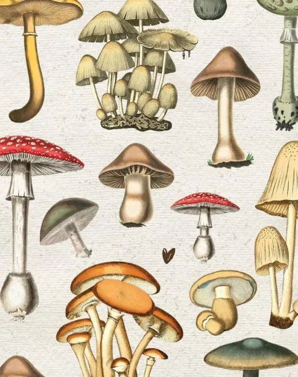  - 9884-ENCCAL0018_lg.jpg