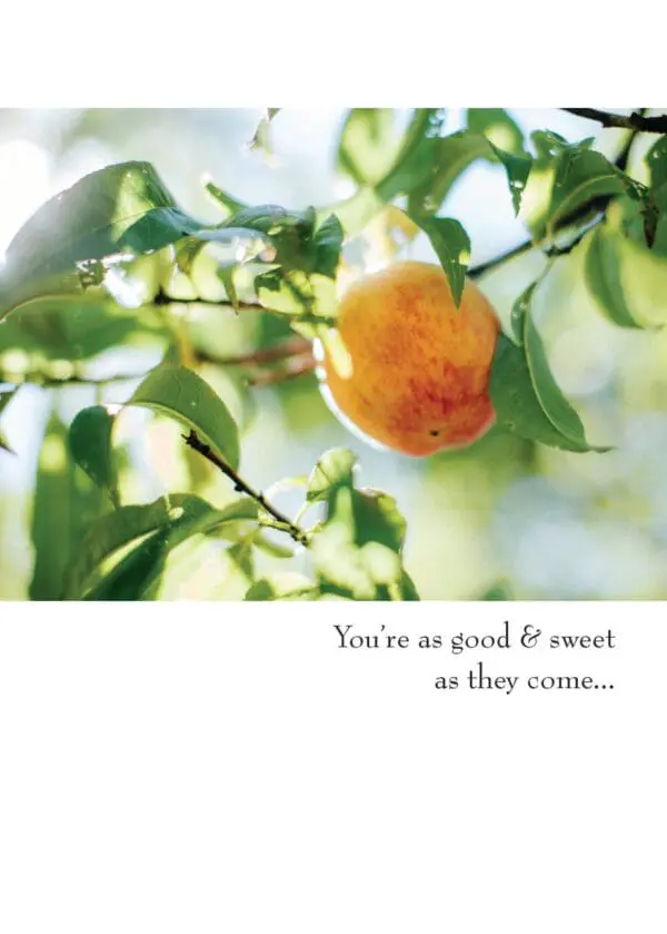  - 430-GC2521TY_lgjpg