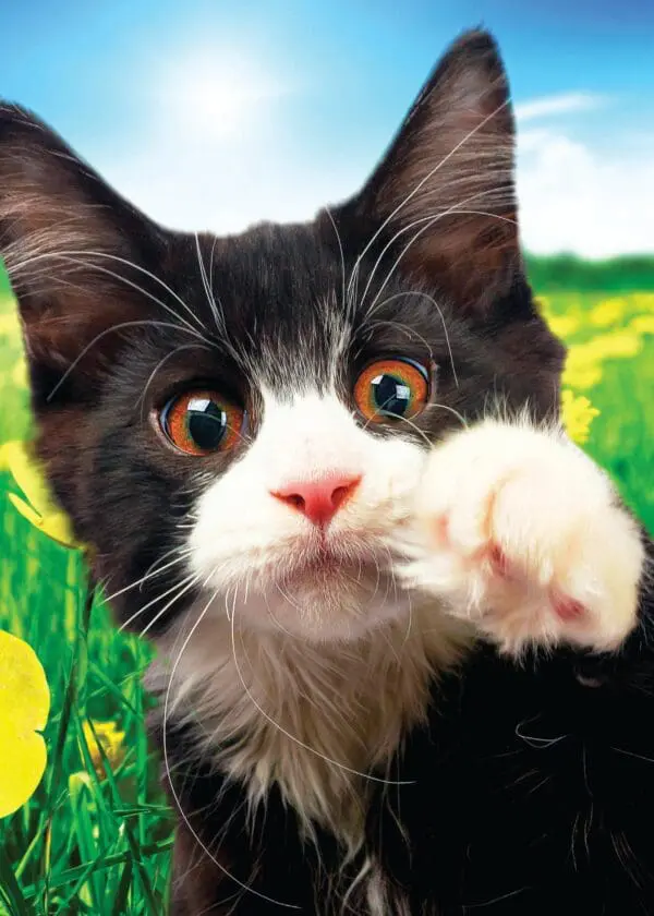  - 564-IOPE0682C_lgjpg