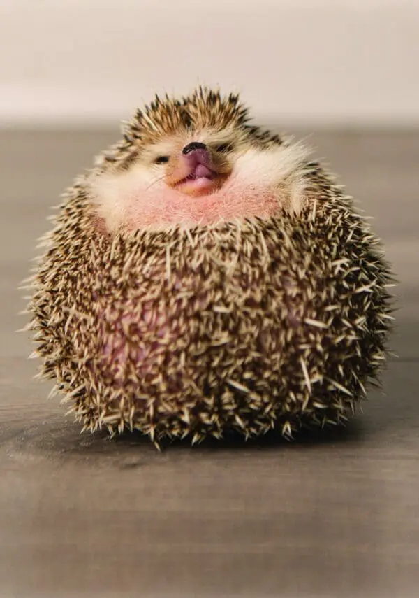  - 223A-005-00018-001_lg