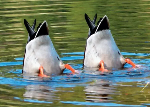  - 2800-774-01346_lgjpg