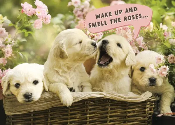  - 564-IOPE0145C_lg-1jpg