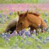  - 564-IOPW0397S_lgjpg