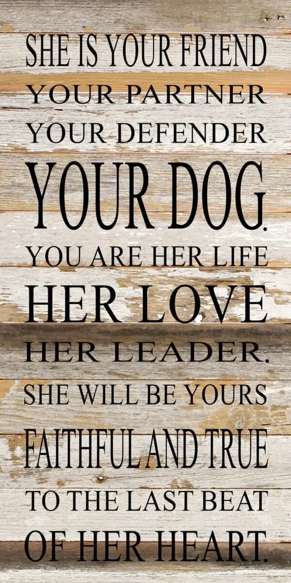 - 789-1224SHEDOG-NR_lg