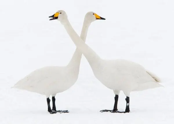  - 82800-772-00872_lg