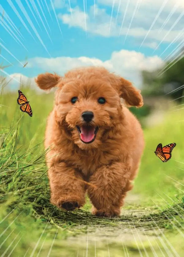  - 564-IOPE0684C_lgjpg