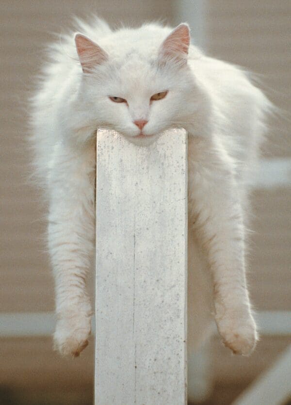 - 2800-774-00075_lgjpg